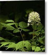 White Baneberry Metal Print