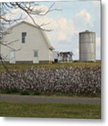 White Barn Cotton Patch Sunny Metal Print