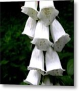 White Bells Metal Print