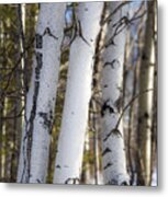 White Birch Tree Trunks Metal Print
