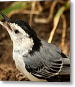 White Breasted Nuthatch 2 Metal Print