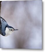 White-breasted Nuthatch Metal Print