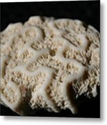 White Coral Metal Print