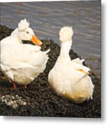 White Crested Duck Metal Print