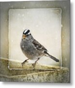 White Crowned Sparrow In Snow Frame Metal Print