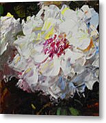 White Dahlias Painted Metal Print