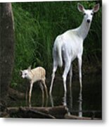 White Doe And Fawn Wading In Creek 4 Metal Print
