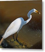 White Egret Fishing For Midday Meal Metal Print