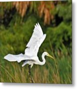 White Egret In Flight Metal Print