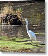 White Egret In The Shallows Metal Print