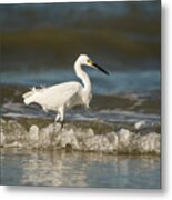 White Egret Wading On The Shoreline Metal Print