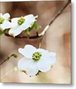White Flowering Dogwood Tree Blossom Metal Print