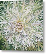 White Flowering Kale Metal Print