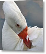 White Goose Metal Print