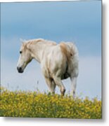 White Horse Of Cataloochee Ranch - May 30 2017 Metal Print