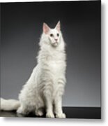 White Huge Maine Coon Cat On Gray Background Metal Print