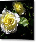 White Licorice Roses Metal Print