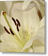 White Lily 3 Metal Print