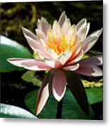 White Lily Metal Print