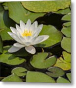 White Lotus Flower Metal Print