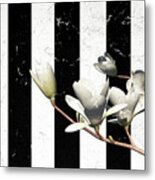 White Magnolia ..digital Metal Print