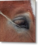 White Mane's Eye Metal Print