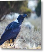White-necked Raven Camping Out On Kilimanjaro Metal Print