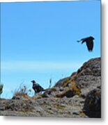 White-necked Raven Pair On Kilimanjaro Metal Print