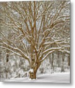 White Oak In Snow Metal Print