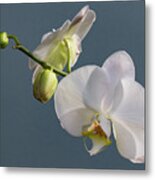 White Orchid 0351 Metal Print