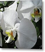 White Orchid Bloom Duo Metal Print