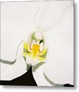 White Orchid Metal Print