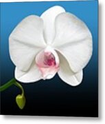 White Orchid Metal Print