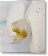 White Orchid Metal Print