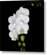 White Orchids On Black Metal Print