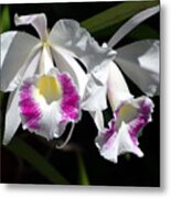 White Orchids Metal Print