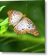 White Peacock Butterfly 5252 Metal Print