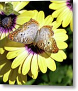 White Peacock Butterfly Ii Metal Print