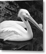 White Pelican Metal Print