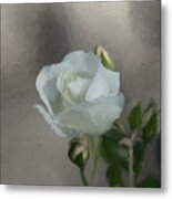 White Rose 2 Metal Print