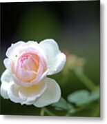 White Rose Metal Print