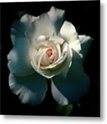 White Rose In The Shadows Metal Print