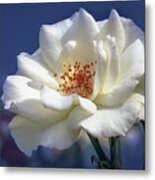 White Rose On A Blue Background Metal Print