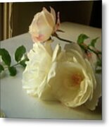 White Roses In Afternoon Light Metal Print