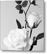 White Roses No.2 Metal Print