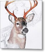 White-tailed Deer Metal Print