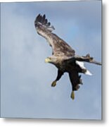 White-tailed Eagle Dropping Down Metal Print