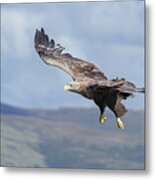 White-tailed Eagle On Mull Metal Print