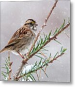White Throated Sparrow Metal Print