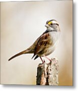 White-throated Sparrow Metal Print